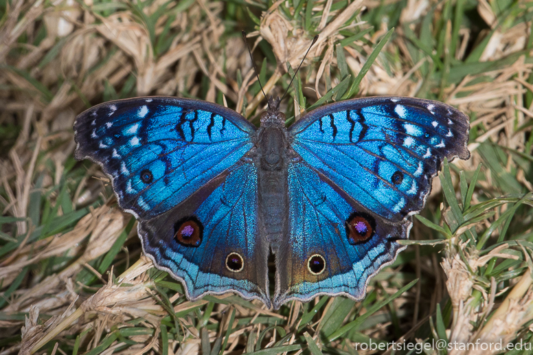 Junonia rhadama